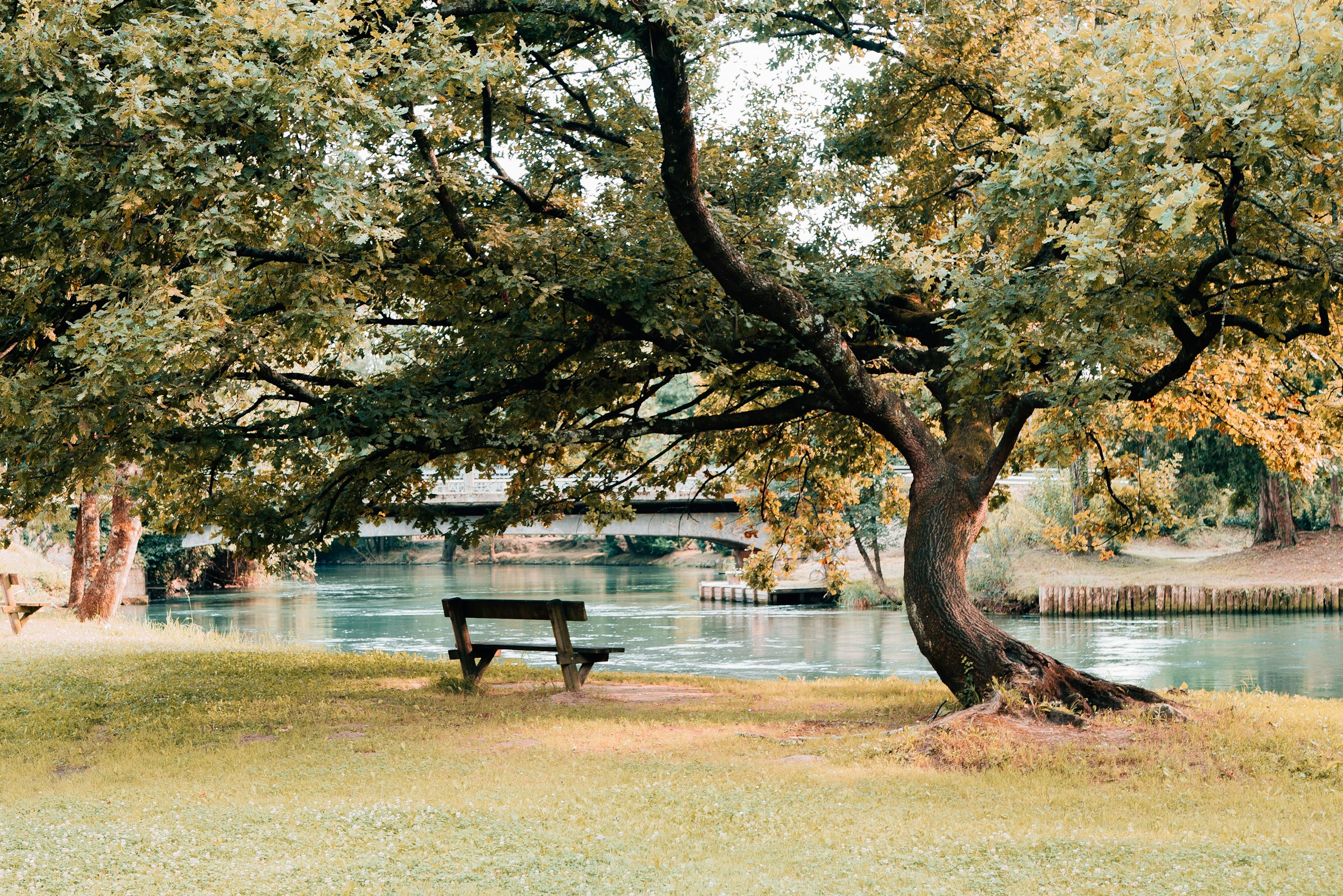 árbol plantado a la orilla de un río.