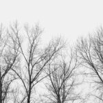 Arboles sin hojas.